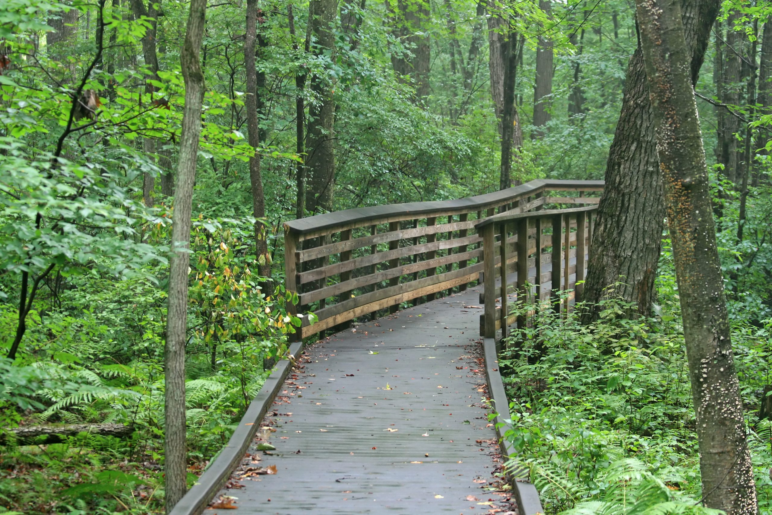 A walking trail in the Great Swamp National Wildlife Refuge, New Jersey