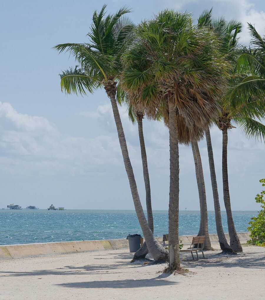 Palms along the shoreline at Cape Florida, Key Biscayne, Florida
