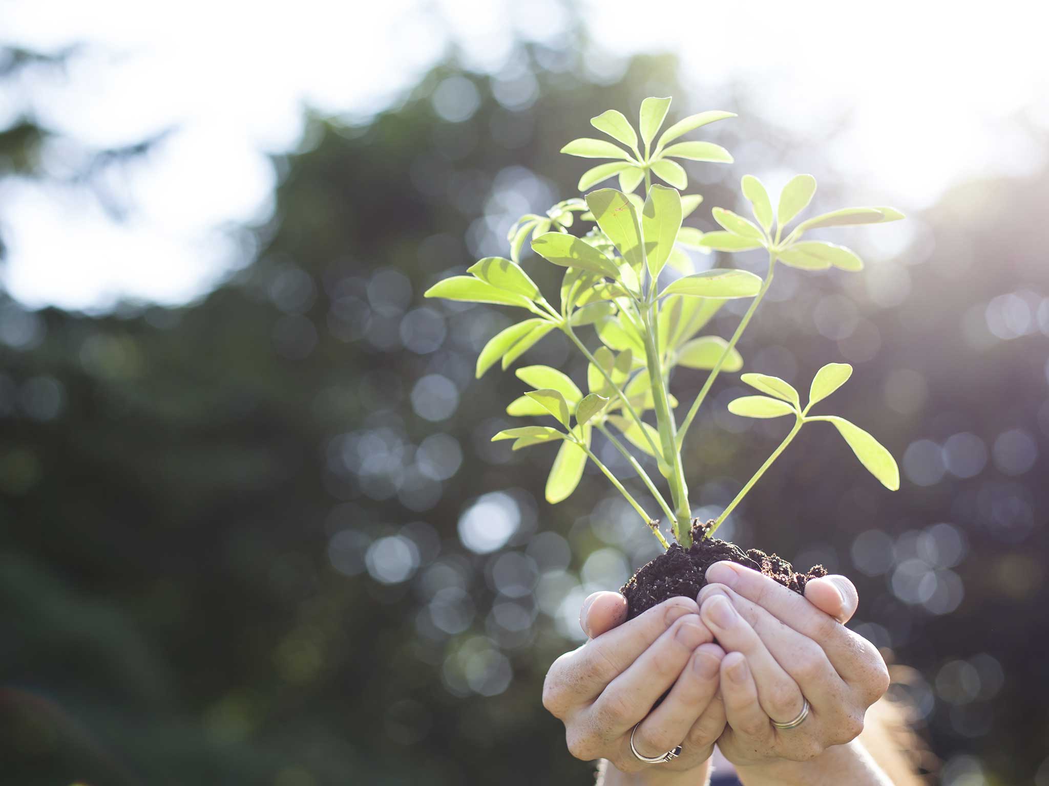 Plant rights