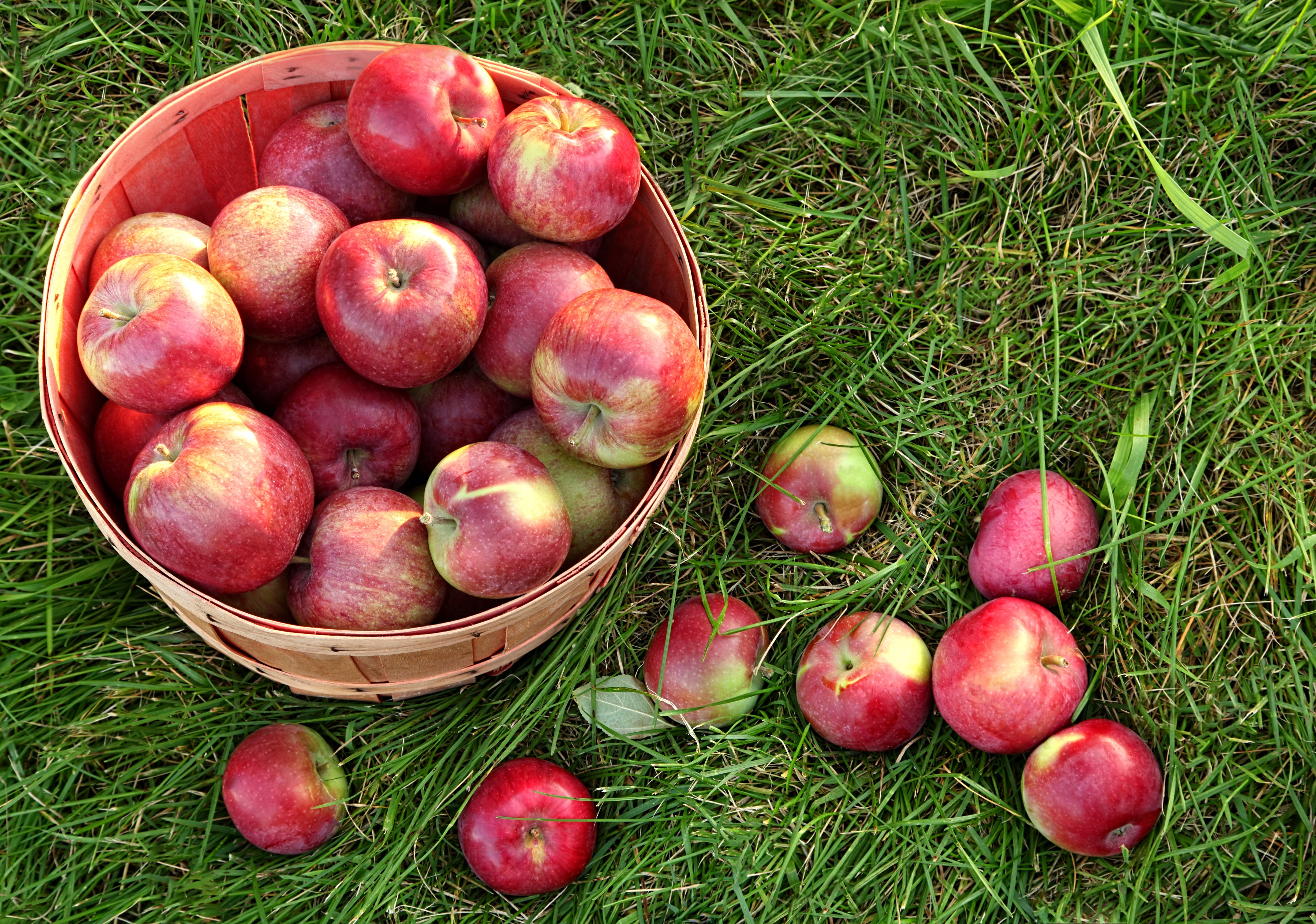 8 Fun Fall Activities for Seniors 8 Fun Fall Activities for Seniors